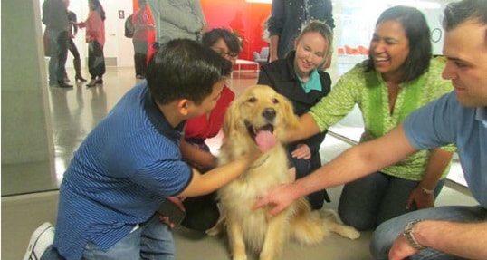 Pet sales therapy international