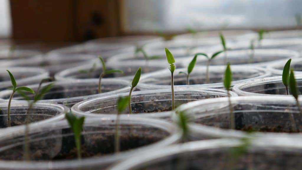 Vertical Farming Mark Esposito Hult